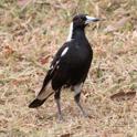 Gymnorhina tibicen (Australian Magpie).jpg